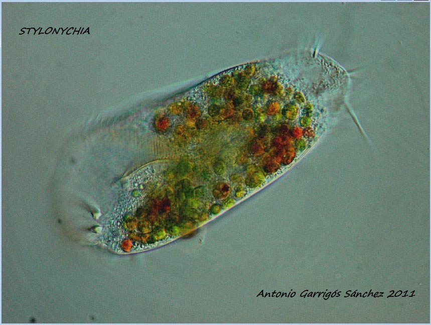 Stylonychia